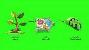 Animated Sequence Visually Explains Plant Structure Stock Footage Video (100% Royalty-free) 3841529701 | Shutterstock