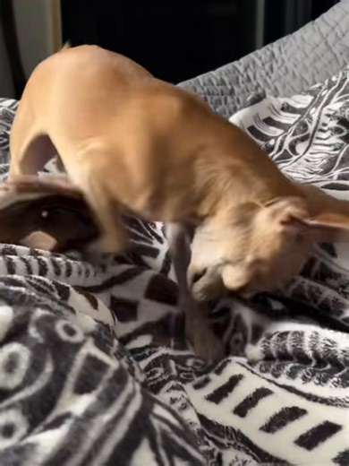 Just digging #chihuahuastiktok #chihuahuas #smalldog #dog #chihuahua