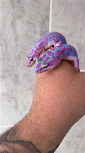 The stunning color of these leopard geckos🫨💙💖