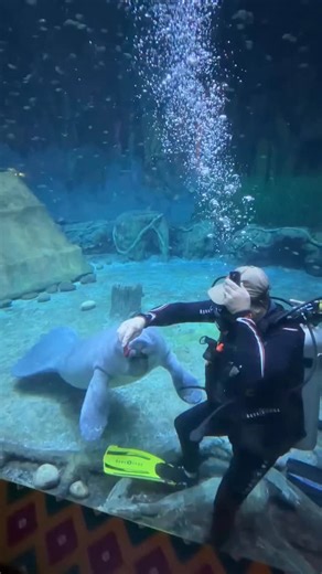 13K views · 2.5K reactions | Swimming with a Sea Cow Manatees are...