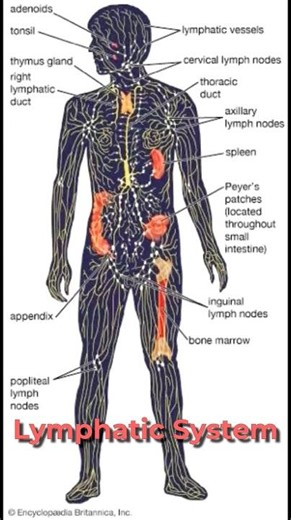 The Lymphatic System - What It Is & How To Stimulate It