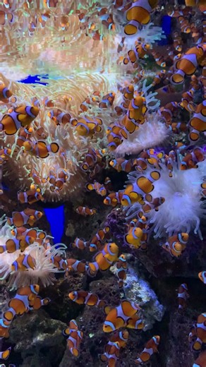 Musik Rileksasi untuk Tidur Nyenyak dan Kurangi Stres