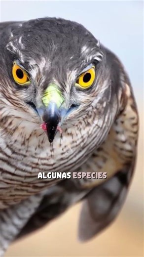 “El gavilán: un genio del aire que calcula cada vuelo con precisión matemática”