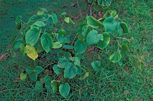 Richmond kava bar closing its doors in June