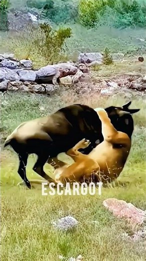 جاموس شجاع يقاوم الاسد ببراعة 🐃 #الغابة #الحيوانات #shorts