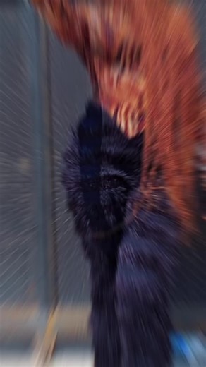 Maxwellgold (@maxwellgold46)’s videos with original sound - 𝐋𝐘𝐑𝐈𝐂 𝐉𝐎𝐔𝐑𝐍𝐀𝐋