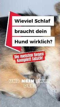 So lange sollten Hunde schlafen!