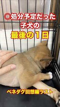 虐○され心を閉ざした子と過ごした25日の記録😢最後は、、、【ベネダグ最終回】