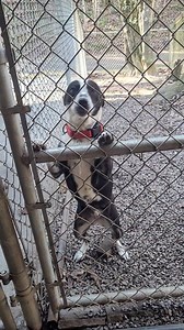 6K views · 221 reactions | Silver Bell is our dog of the day! This...