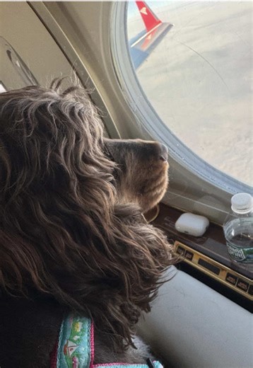 Fly with Your Pet in Cabin on K9 JETS