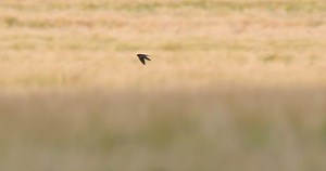 Swallow Birds Flying Darting Fast Over Stock Footage Video (100% Royalty-free) 1056173789 | Shutterstock