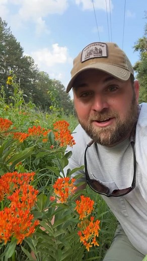 305K views · 10K reactions | Wildflowers don’t always look like wildflowers! Our wildlife need these plants so be careful what you mow! #nativehabitatproject #conservation #nativeplants #wildflowers #grasslands | Native Habitat Project | Facebook