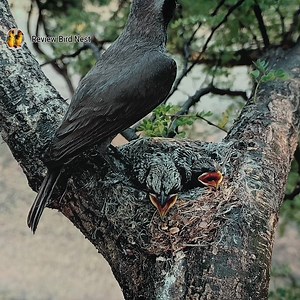 36K views · 508 reactions | Bird is also protecting the babies | Review Bird Nest | Facebook