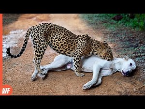 Top 16 Moments Leopards Killed Dogs