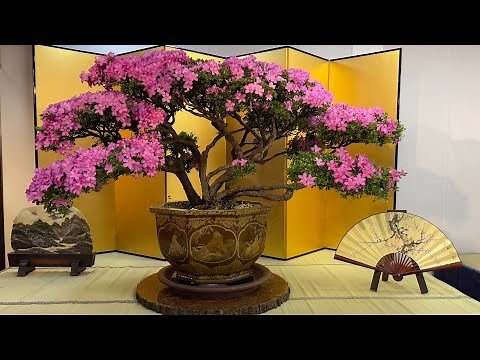Satsuki Azalea Bonsai Exhibition June 2022, Nagahama, Japan