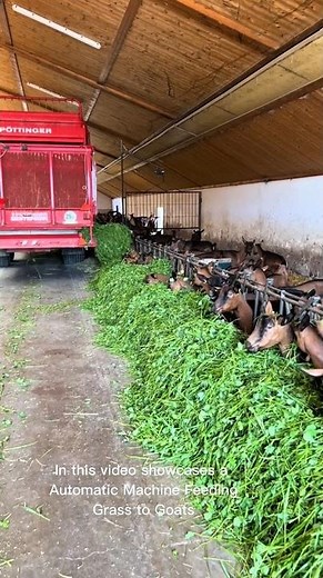 Automated Goat Feeding System