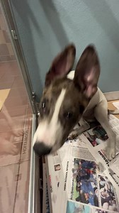 Good morning! Meet Bonnie. She’s a twelve-week-old Catahoula Leopard Dog mix. Beautiful! One of our volunteers is holding Fern. She’s an eleven-week-old pup…so sweet. Last we spent some time with some friendly felines, Bambino, Ollie, Frijoli and Arroz. Meet them and more at our Port Washington, NY, adoption center! #BiancasFurryFriends #GetYourRescueOn #Adopt #NorthShoreAnimalLeagueAmerica #LA3884 #IR1445 #PR00088 #PR00159 #PR00204 #PR00203 | North Shore Animal League America