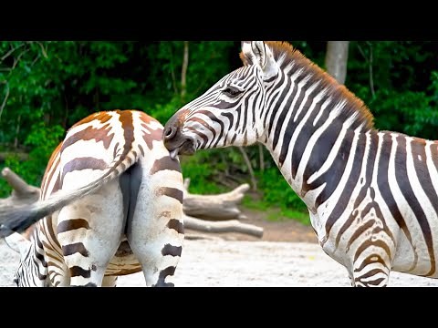 One of the unique features of zebras is that they use their voices and tails to communicate 🦓🌴