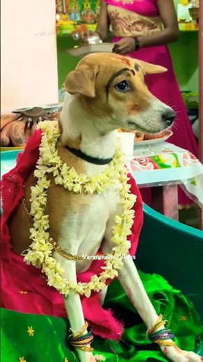 Kadugu🐶Function mudinjirichu🤭😍#shorts #shortvideo #shortsviral #youtubeshorts #babyshower #viral