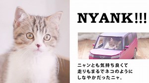 ＼ ＼トヨタ史上初のネコ＆イヌ専用車が本日ついにデビュー！？／ ／ 社内で秘密裏に開発されたネコ専用車「NYANK」とイヌ専用車「WAN WAN CRUISER（通称：ワンクル）」がいよいよベールを脱ぎました。 先日行われた先行特別試乗会の模様を収録したスペシャルムービーも初公開！体験者の声をぜひお聞きください！ #トヨタ #toyota #猫 #犬 #エイプリルフール | TOYOTA / トヨタ自動車株式会社