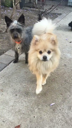 Mickie the Cairn Terrier and Godiva the Pomeranian