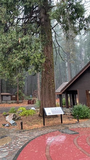 Listen to that rain! 🌧️ We’re expecting this on and off through the foreseeable forecast. So far there is no snow this week but we may experience freezing and snow late next week. The park is open and the Visitor Center is warm and dry! If you want the park to yourself, come with your rain gear and enjoy! | Calaveras Big Trees State Park