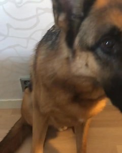 They make me do dog tricks 😅 | German Shepherd Universe