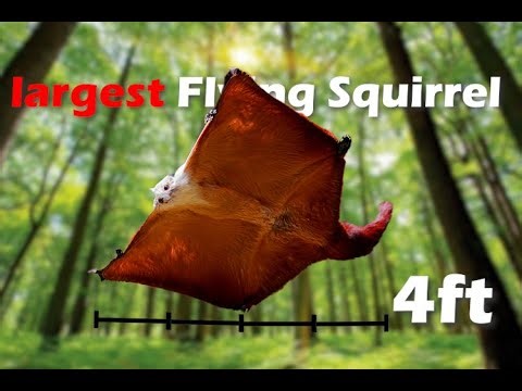 Unknown Animals: The Red and White Giant Flying Squirrel