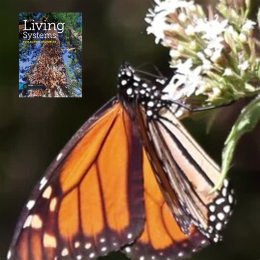 This week, we’re looking back at some standout science news from 2025. 🔬 Did you know monarch butterfly colonies in Mexico nearly doubled ( 99%) according to the 2024–25 monitoring report? 🦋 This exciting science highlight showcases a FOSS anchor phenomenon in action! Students investigate monarch migration and explore how human actions impact survival in the FOSS Living Systems Module. 📖 Read the full article about the monarch population rebound here. https://www.worldwildlife.org/news/storie