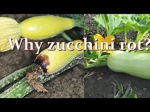 Why zucchini rot and what things and fertilizers will help stop zucchini rot / Alexa's Garden