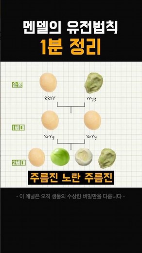 1분만에 보는 멘델의 유전 원리 #과학 #교과서 #유전 #멘델 #실험