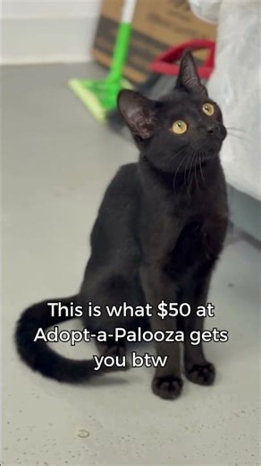 $50 Adoption Fees at Adopt-a-Palooza!