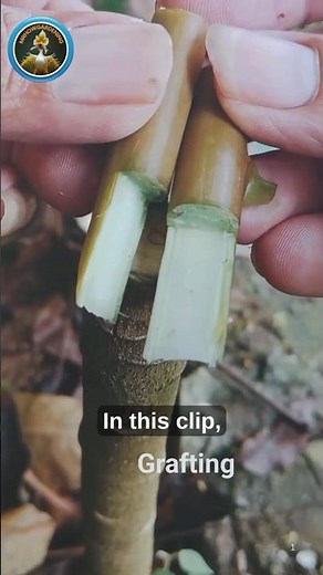 Can You Graft Multiple Fruits on ONE Branch?"