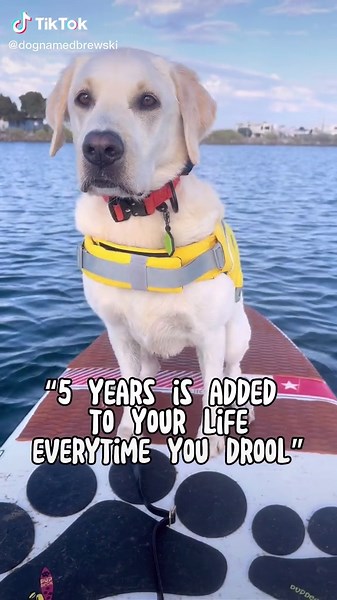 Drooling Labrador Retriever: SNL Skit