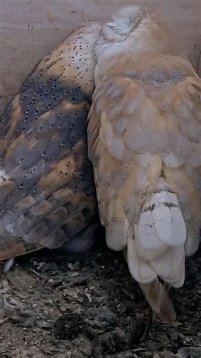 You’ll Love This Moment 🥰 Owl Pair Share a Kiss