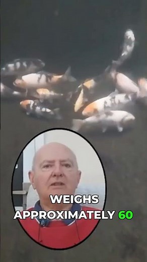 The 3% Body Weight Feeding Rule for Koi Growth!