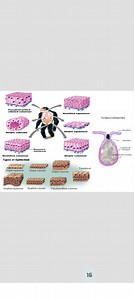 The image shows different types of epithelial tissues and the b... | Filo