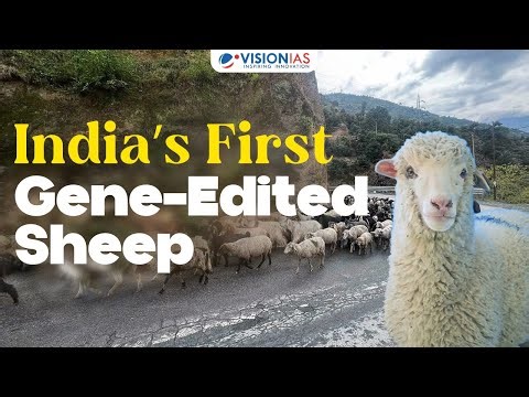 Tarmeem Turns One: How India Created Its First Gene-Edited Sheep