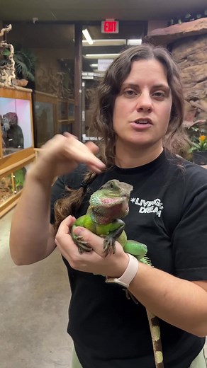 Handsome Chinese Water Dragon Enjoys New Pond Home