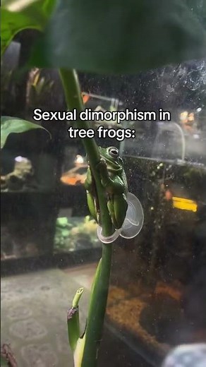 In many species of reptile and amphibian,the female is the larger sex.