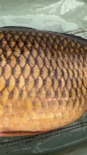 Carp Fishing Tips at Shatterford Lakes