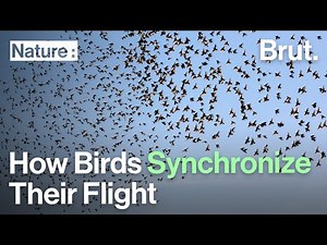 How Birds Synchronize Their Flight