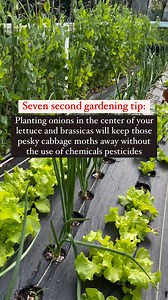 Planting onions in the center of your lettuce and brassica beds is like giving cabbage moths a big ‘Do Not Enter’ sign. The strong scent of onions confuses these pests, protecting your crops without the need for chemical pesticides. 🧅🌱 Companion planting is one of the simplest ways to work with nature instead of against it. Plus, it saves time and money—and who doesn’t love fresh onions for the kitchen? So, next time you’re planning your garden, think partnerships: onions and brassicas make th