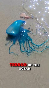 What to do if you get stung by a jellyfish? #sealife #jellyfish #remedy #bravewilderness | Brave Wilderness