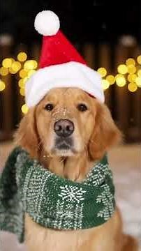 Santa Paws Is Coming to Town 🐶🎅 | Christmas Dogs | Animal Divas