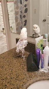 2.2M views · 65K reactions | Ok, so before the Karen and Karl know it alls come out of the woodwork on this one. Yes she has a bloodspot on her wing (she plucked a blood feather) she normally did it on her tail but this time got one on her wing. Also the whistling is caleb not her. Ok so here is Griffi's rendition of Michael Jackson "Billie Jean". | Griffi The Dancing Cockatoo | Facebook