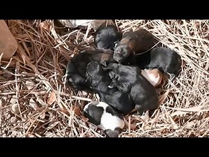 Lying on a pile of hay, 8 hungry newborn puppies trembled and cried loudly calling for their mother
