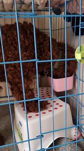 19K views · 209 reactions | Ralph started physio to help him stretch his muscles out after his first knee surgery, as it was a straight forward patella operation. This will help him get ready for his second surgery soon. He's been such a good boy ♥️ | Silver Fox Dog Rescue | Facebook