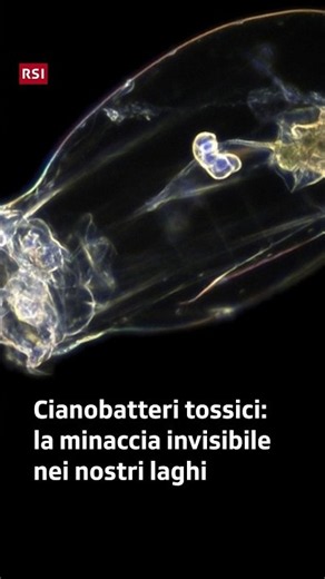 Toxic cyanobacteria: the invisible threat in our lakes | Il Giardino di Albert | RSI