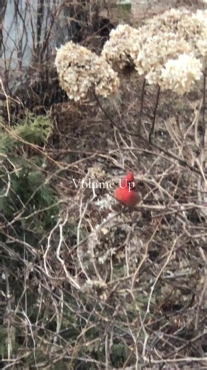 B.Bracken🇨🇦 (@b.bracken)’s videos with original sound - B.Bracken🇨🇦